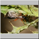 Apechthis compunctor - Schlupfwespe w01c 17mm - OS-Wallenhorst-Sandgrube det06.jpg